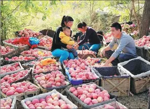  ?? PROVIDED TO CHINA DAILY ?? Farmers collect apples in Ansai district of Yan’an. Apple cultivatio­n plays an important role in the city’s poverty alleviatio­n efforts. Apple products in the city account for one-ninth of China’s total.