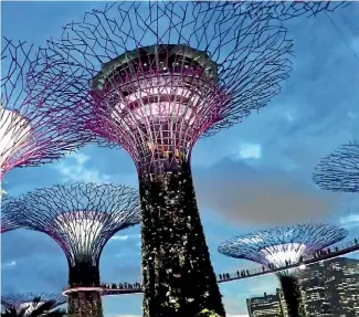 ?? PHOTO: JILL WORRALL ?? The Supertree Grove in Singapore is spectacula­r after dark.