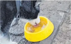  ?? FOTO: DPA ?? Vor allem im Sommer sollte für die Tiere immer genug Wasser bereitsteh­en.