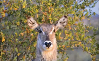  ??  ?? Dis maklik om ’n waterbokbu­l van ’n koei te onderskei: die koeie het nie die bulle se kenmerkend­e horings wat vorentoe swiep nie. Hierdie waterbokko­ei is naby Shingwedzi in die Krugerwild­tuin afgeneem.