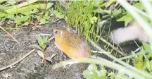  ?? COURTESY NORTHERN ARIZONA UNIVERSITY ?? A meadow jumping mouse was captured for study and released in July in the Santa Fe National Forest.