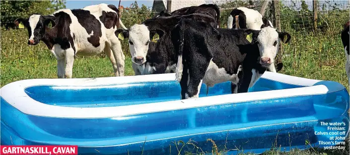  ??  ?? The water’s Freisian: Calves cool off at John Tilson’s farm yesterday