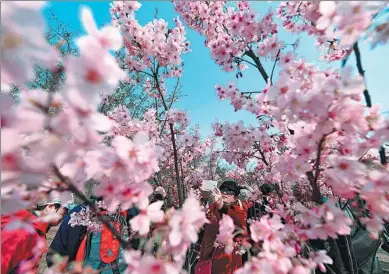  ?? LI JUNDONG / XINHUA ?? The monthlong Cherry Blossom Culture Festival starts on Friday at Beijing Yuyuantan Park. The park is in Haidian district near the CCTV Tower and China Millennium Monument.