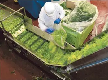  ?? Photog raphs by Glenn Koenig Los Angeles Times ?? GREEN VEGETABLES, including wheat grass, celery, parsley and spinach, move down the line before being turned into juice at the new 264,000-square-foot Evolution Fresh factory in Rancho Cucamonga.