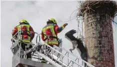  ?? Foto: Georg Wurm ?? Die Feuerwehr befreite den völlig geschwächt­en Storch.