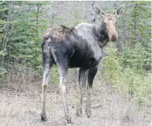  ??  ?? When the winter tick parasite infests its host, the moose stops feeding to spend time scratching and rubbing away its hair in an attempt to rid itself of the itch.