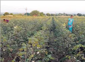  ?? Punit Paranjpe
AFP/Getty Images ?? WOMEN toil in cotton fields in India’s Maharashtr­a state, where villages adhere to the rules of informal community courts known as jaat panchayats.