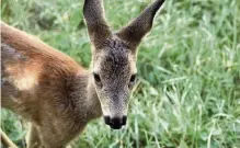  ??  ?? Gentle Roe deer