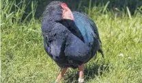  ?? PHOTO: ANJA KOHLER ?? Species advocate . . . Tumbles the takahe at the Te Anau Bird Sanctuary.