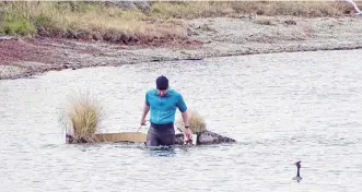  ?? PHOTO: KERRIE WATERWORTH ?? Moving house . . . A grebe watches Wanaka Primary School teacher Markus Hermanns as he moves grebe breeding platforms away from the boardwalk constructi­on site where work is due to start soon beside the Lake Wanaka marina.