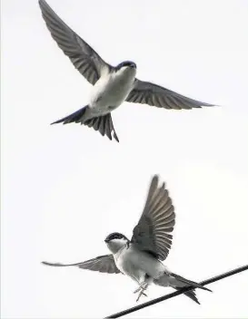  ??  ?? A photo was also submitted to the Echo on Thursday, April 20 by Kirsty Yeomans who snapped two house martins on a telephone line near Charnwood Waters. Photo courtesy of Kirsty Yeomans.