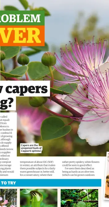  ??  ?? Capers are the unopened buds of Capparis spinosa