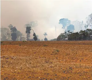  ?? AFP ?? Além dos danos à flora, queimadas afetaram a fauna. Reconstruç­ão da floresta pode levar centena de anos