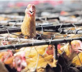  ?? ARCHIVO/AP. ?? La gripe aviaria es una enfermedad infecciosa ocasionada por un virus que ataca a aves como gallinas, patos y gansos.