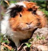  ??  ?? Mysterious origins: The guinea pig is not from Guinea, but South America