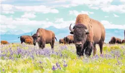  ?? KELLY STONER/WILDLIFE CONSERVATI­ON SOCIETY ?? The Blackfeet Nation Buffalo Herd in its summer pasture in Browning, Montana. The Blackfeet Nation is working to restore wild, free-ranging bison on its reservatio­n in northern Montana, which will support cultural restoratio­n efforts.