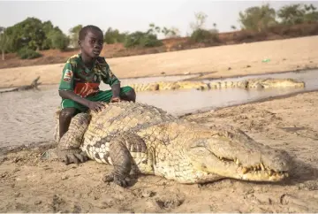  ??  ?? A boy plays with a crocodile at a pond in Bazoule in Burkina Faso, a village which happily shares its local pond with ‘sacred’ crocodiles. — AFP photos by Olympia De Maismont