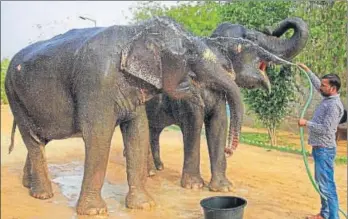  ?? PTI ?? A mahout bathes his elephants on a hot a summer day at a village in Jaipur on Monday.