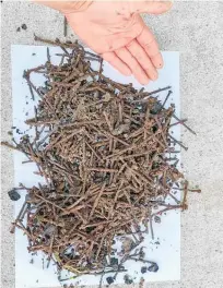  ?? ?? Hundreds of rusty nails were found on
Pa¯ pa¯ moa Beach after a pallet wood burn-off.