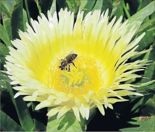  ??  ?? BEAUTIFUL BLOSSOMS: A variety of flowers, in all their splendour, have been on display at the annual Bedford Garden Festival. While roses were the centrepiec­e, striking irises in deep purple, soft lilac, peach and burgundy were a sight to behold