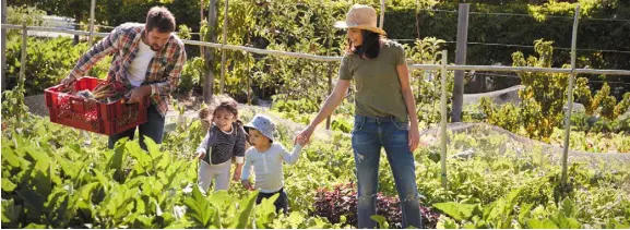  ??  ?? Vegetable seeds can be sown outside in open soil or indoors in trays, depending on kind and variety