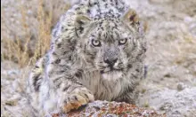  ?? PHOTO: DHRITMAN MUKHERJEE ?? The forest department is planning to get a male snow leopard from Darjeeling zoological park.