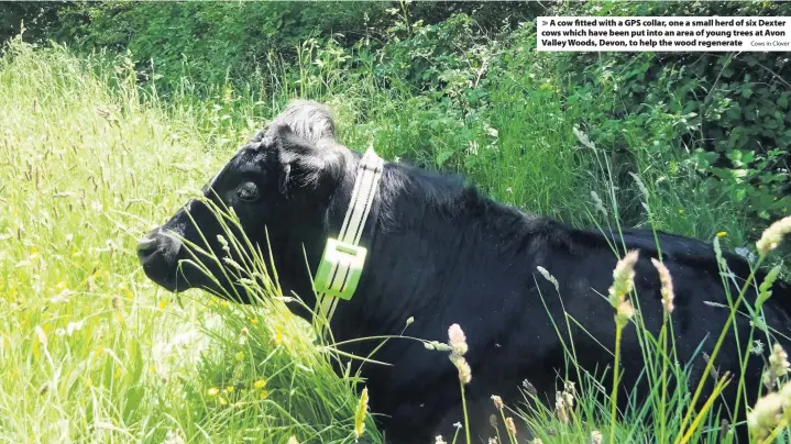  ?? Cows in Clover ?? A cow fitted with a GPS collar, one a small herd of six Dexter cows which have been put into an area of young trees at Avon Valley Woods, Devon, to help the wood regenerate