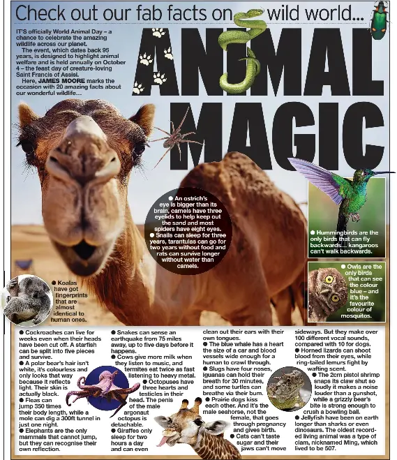 Animal Magic Pressreader