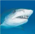  ??  ?? DANGER: A 4m tiger shark like that caught off Ellis Beach.