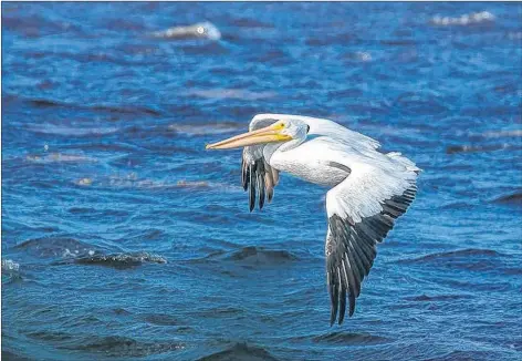  ?? ERVIN OLSEN PHOTO ?? Birders travelled to Centrevill­e, Cape Sable Island to see an American white pelican in mid-October. When the bird is in flight you can see its black wing feathers.