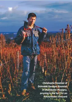  ??  ?? Christophe Roumier of Domaine Georges Roumier in Chambolle-Musigny, pruning in the 1er Cru Les Amoureuses vineyard