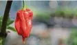  ?? Foto: dpa ?? Sehr, sehr, sehr scharf: eine Chili der Art „Carolina Reaper“.