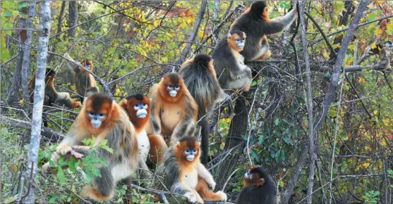  ?? PHOTOS BY TANG YULIN /FOR CHINA DAILY ?? A group of golden snub-nosed monkeys sits on branches in Jiuzhaigou, Sichuan province.