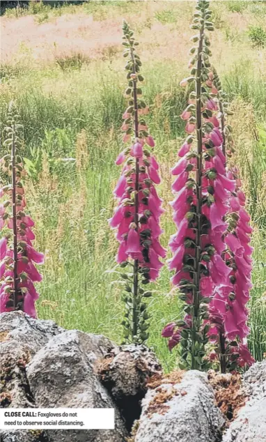  ??  ?? CLOSE CALL: Foxgloves do not need to observe social distancing.
