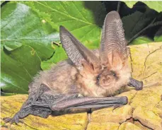  ?? FOTO: ECKHARD GRIMMBERGE­R ?? Die Fledermaus­saison endet.