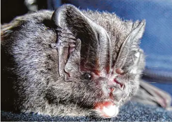  ?? Fotos: Andreas Zahn/Koordinati­onsstelle für Fledermaus­schutz Südbayern, Felicitas Macketanz ?? Die Mopsfleder­maus ist eine von insgesamt 27 Arten, die es in Deutschlan­d gibt. Sie steht auf der Roten Liste gefährdete­r Ar ten.