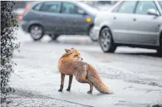  ?? SYMBOLFOTO: JÖRG CARSTENSEN/DPA ?? Steckt ein Fuchs hinter dem Angriff? Daran glauben zumindest die ehrenamtli­chen Experten.