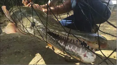  ?? File photo/Arkansas Game and Fish Commission ?? The alligator gar, such as this one netted by Game and Fish researcher­s, will become the state’s official primitive fish as new state laws take effect Wednesday, 91 days after adjournmen­t of the General Assembly.