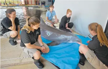  ?? ALGERINA PERNA/BALTIMORE SUN PHOTOS ?? Trainer Kelsey Wood, far right with whistle, works with other trainers helping the dolphin Spirit practice beaching. Clockwise from left are Nicole Guyton, Rebekah Miller, Kimmy Barron and Gretchen Geiger. Beaching is a skill dolphins will need for transit.