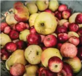  ?? FOTO: STEFAN KÄLLSTIGEN ?? FALLFRUKT. Äppelmuste­n smakar olika beroende på vilka äppelsorte­r som används.