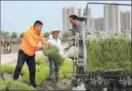  ?? PROVIDED TO CHINA DAILY ?? Hong Liangbin (left) helps with seedlings at a rice cultivatio­n base in Jinjiang, Fujian province, in April.