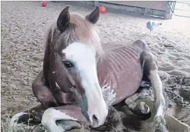  ?? BRENDA THOMPSON SUBMITTED PHOTO ?? When Big Red first arrived at Whispering Hearts Horse Rescue, he was severely underweigh­t and his hooves were in such poor shape that he couldn't even stand.
