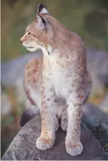  ??  ?? Reintroduc­ing the lynx would have a profound effect on the environmen­t
