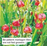  ??  ?? Be patient: martagon lilies are not fast growers