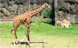  ?? FOTO CORTESÍA. ?? Esta es una de las jirafas que llegó al bioparque Ukumarí. En este momento mide 2.70 metros.