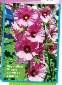  ??  ?? Spy mallow flowers growing in gardens