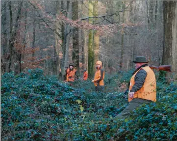  ??  ?? L’intrusion de la lumière a permis la pousse d’îlots de ronces basses, suffisants pour abriter un chevreuil et même une imposante compagnie de sangliers.