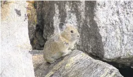  ?? SHANA S. WEBER/USGS, PRINCETON UNIVERSITY­VIAASSOCIA­TED PRESS ?? As climate change alters mountainou­s regions of the West, the American pika is vanishing. The small, rabbit-like animals are usually found on mountain slopes in the West.