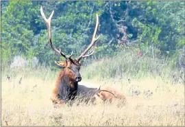  ?? MARTA YAMAMOTO ?? A magnificen­t Roosevelt elk pauses to contemplat­e the scene at California’s Redwood National and State Parks.