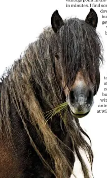  ??  ?? ▼ OLD TIMERS Ponies have been roaming Snowdonia’s Carneddau since the Bronze Age.